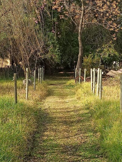 A dirt path, flanked by tall, dry grass and a rustic wooden fence, winds through a wooded area. The path is covered in fallen leaves and dappled with sunlight, suggesting it is autumn. In the background, a dense canopy of trees and bushes create a shadowy, overgrown scene. A rusted wheel is partially visible amongst the foliage on the right side of the path. The overall impression is one of an abandoned or untended rural property. This scene is likely located in a peri-urban or rural area outside the main city center of Randburg, South Africa, given the overgrown vegetation and rustic elements.