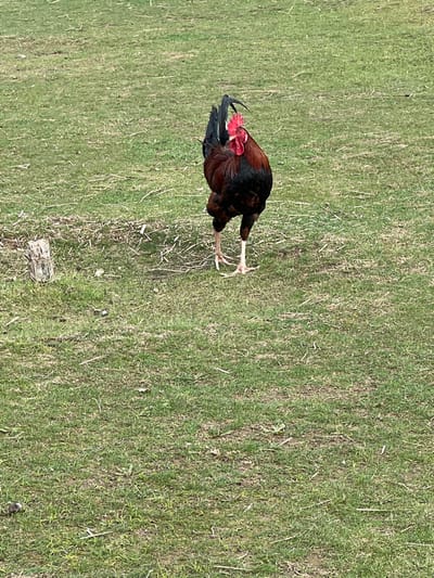 The image displays a single rooster standing on a patch of green grass under daylight conditions. The rooster is positioned towards the left side of the frame, facing slightly to its left.
The rooster has a prominent red comb on top of its head and red wattles hanging beneath its beak. Its body feathers are a dark brown or black, appearing to have a slight iridescent sheen, particularly noticeable on its long, curving tail feathers. The feathers on its neck and saddle are a lighter, rich reddish-brown. Its legs are pale yellow or white, visibly scaly, and end in distinct toes; what appear to be spurs are also visible on its lower legs. The rooster's head is slightly lowered, suggesting it might be looking at the ground or in the midst of pecking.
The ground around the rooster is covered with green grass, which appears somewhat dry and uneven. Patches of drier, straw-like grass and visible soil are interspersed throughout the green blades, indicating a natural, unmanicured outdoor setting such as a field or yard. The lighting is bright and even, consistent with a sunny day. No text is visible in the image.