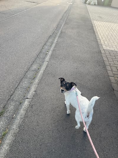 A small, white dog with black markings on its head and ears is walking on a paved street in Wiehl, Germany. The dog is on a pink leash and wears a light purple collar. The street has a concrete curb with some weeds growing along the edge. To the right of the street, there is a paved walkway made of interlocking bricks, and in the background, there are some large white bags and a green trash bin. The sun is casting a shadow on the street, indicating it is either morning or late afternoon.