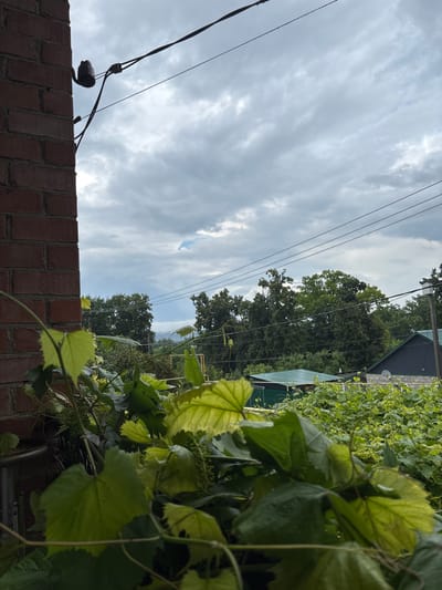 The image shows a view from a balcony or window in Солнечная Поляна, Russia, looking out over a garden and surrounding buildings. In the foreground, lush green grapevines with large leaves are prominent. To the left, a red brick wall of a building is visible, with a ceramic insulator and electrical wires attached to it. Beyond the vines, the scene opens up to a landscape with various trees, green roofs of buildings, and power lines stretching across the frame. The sky is overcast with clouds, suggesting a cloudy day. The overall impression is of a suburban or rural setting with a focus on vegetation and overhead electrical infrastructure.
