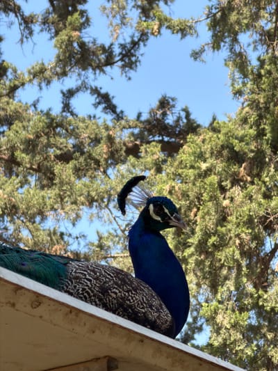 A peacock is perched on the edge of a structure, possibly a roof or building extension, against a backdrop of green trees and a blue sky. The peacock's head is turned to the left, and its iridescent blue plumage is visible. Part of the peacock's patterned body and feathers are also visible. The location is likely Zvulun Regional Council, Israel.