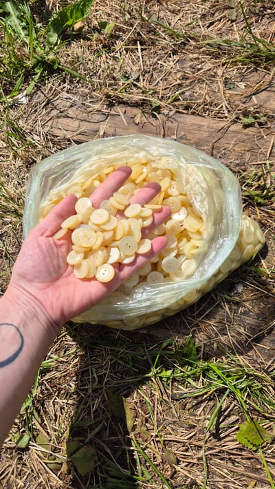 A close-up overhead shot shows a person's hand holding a cluster of light yellow, round buttons. The buttons are small, with two holes in the center, and appear to be made of plastic or a similar material. They are piled loosely in the hand, with many more visible in a transparent plastic bag behind it. The bag is open, and the buttons spill out, creating a mound of them. The hand is lightly tanned and has a faint circular tattoo on the wrist. The scene is set outdoors on the ground, which is covered in dry grass, twigs, and some green foliage. A weathered wooden plank runs diagonally through the background. The lighting suggests it is daytime, with bright sunlight casting shadows. The overall mood is casual and perhaps suggests a crafting or collecting activity. The location is identified as Mashezero, Russia.