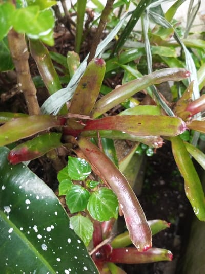 The image displays a close-up, top-down view of botanical elements in Kotakonda, India. The central focus is a cluster of broad, strap-like leaves, consistent with a Bromeliad species, exhibiting an olive-green coloration with distinct reddish-brown to deep red hues at their bases and tips. Several individual leaves show water droplets on their surfaces. Positioned below the main plant's center is a smaller cluster of several vibrant green, rounded leaves, also bearing water droplets. A segment of a larger, dark green leaf with numerous irregular white spots occupies the lower-left quadrant. The background features blurred green foliage and brown stems, with dark, indistinct areas indicating soil or a container. No individuals or fauna are present.