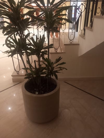 A potted plant is positioned on a polished marble floor in a building that appears to be a hotel or an indoor public space. The plant, with its large, dark green leaves, is in a cylindrical, light-colored pot. Behind the plant, a staircase with white marble steps and a decorative metal railing can be seen. The railing has circular motifs and vertical bars. The floor is tiled with light-colored marble, and a dark patterned line runs diagonally across it. In the background, a person's legs are visible, suggesting they are walking up the stairs or are in the vicinity. The overall lighting is dim, with some reflections visible on the floor, indicating artificial lighting. The location is identified as Kos, Greece, implying this scene is within a building on that Greek island.