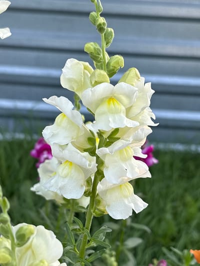 A vertical, close-up, eye-level, outdoor shot displays a cluster of white snapdragon flowers in the foreground. The flowers have delicate, white petals with pale yellow centers and are arranged along a green stalk. Behind the flowers, a blurred background shows a grey, corrugated metal fence and green grass. A few other flowers, including pink ones, are visible further back and out of focus. The image was taken in the city of Voroshilovka, Kazakhstan.