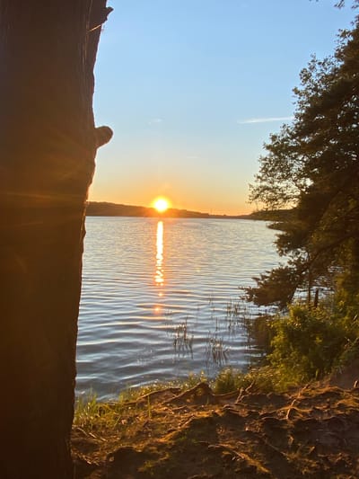 The image shows a natural landscape at sunset. The foreground is dominated by the side of a large tree trunk on the left, with exposed roots and soil. To the right of the tree, a body of water, likely a lake, stretches towards the horizon. Gentle ripples are visible on the water's surface, reflecting the warm hues of the setting sun. The sun is low in the sky, appearing as a bright orb just above a distant, low-lying shoreline. A shimmering reflection of the sun extends across the water towards the viewer. The sky above is a clear, pale blue, transitioning to orange and yellow near the horizon. On the right side of the image, dense foliage and trees create a natural border along the water's edge. Reeds and tall grasses grow at the water's edge in the middle ground. The scene suggests a tranquil, outdoor setting, possibly a park or natural reserve, in the vicinity of Парэцкі сельскі Савет, Belarus. There are no people or animals visible in the frame.