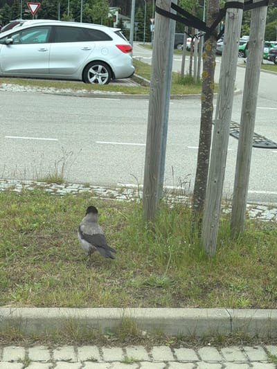 The image shows an outdoor scene in Piņķi, Latvia. A gray car is parked on the side of a gray asphalt road, adjacent to a grassy area. The grassy area borders a paved, brick-patterned walkway or curb. A gray crow is in the grass near the curb. A wooden fence runs parallel to the road, obscuring the view of parked vehicles and greenery in the background.