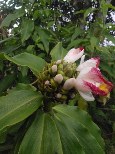The image presents a close-up, vertical view of a flowering plant, identified as a *Costus* species, observed within the city of Dinant, Belgium. The central feature is a green, conical inflorescence, approximately 7-8 cm in height, densely arranged with numerous cream-colored, elongated bracts or bud-like structures. Two partially open flowers extend from the right side of this cone, displaying white petals with distinct reddish-pink margins and yellow centers. Broad, dark green leaves with prominent parallel venation are visible in the foreground, lower left, and partially framing the inflorescence. A small, black insect is present on a lower leaf, and several minute dark specks are visible on the green inflorescence. The background consists of blurred green foliage, consistent with an outdoor, natural or cultivated environment under diffused daylight.
