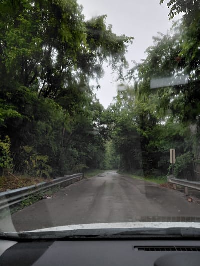 The image shows a view from inside a vehicle driving on a wet asphalt road that curves to the left. The road is lined with dense trees on both sides, creating a canopy over the roadway. The sky is overcast and appears to be a cloudy or foggy day. There are guardrails visible on the sides of the road, suggesting the vehicle is on a bridge or elevated section. A white sign with a vertical black stripe is visible on the right side of the road, mounted on a post. The windshield of the vehicle shows water droplets, indicating it is raining. The dashboard of the vehicle is visible in the foreground. The scene depicts a rural or wooded area. This image is not located in the city of Frankfort, United States.