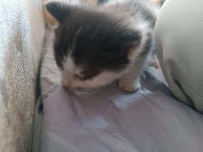 A close-up, shallow depth-of-field, eye-level shot shows a black and white kitten sniffing the light purple fabric of what appears to be a bedsheet. The kitten's head is mostly in focus, with its dark fur and white markings clearly visible. Its tiny pink nose is pressed against the fabric, and its whiskers are splayed out. The kitten's body is partially obscured by its head, but a white paw is visible near the top of the frame. The background is blurred, with a lighter fabric on the left and a light grey, textured fabric on the right, possibly a pillow or cushion. The lighting is soft and diffused, suggesting an indoor setting. No text is visible in the image. The overall mood is one of curiosity and gentle exploration by the young animal.