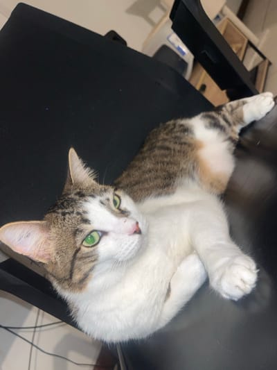 A domestic cat is depicted lying on a flat, dark surface, likely a desk or table, within an indoor environment. The cat features white fur on its chest, belly, and paws, with brown and dark tabby stripes on its head, ears, and back. Its eyes are a prominent green. The cat's head is turned to its left, angled towards the viewer, with its pink nose visible. Its body is stretched out, with its front paws tucked and hind legs extended. The immediate background is blurred, revealing indistinct furniture, including what appears to be a light-colored shelving unit and a dark, angular object, possibly a monitor stand or file holder. A dark cable is partially visible in the lower left quadrant. The scene is situated in Noumea, France.