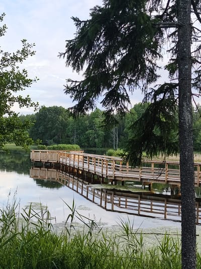 An elevated wooden boardwalk with railings extends over a calm body of water. The boardwalk is constructed from light-colored wood and features a repeating pattern of horizontal planks. The water is partially covered with green algae or aquatic plants, and the reflections of the boardwalk and surrounding trees are visible on the surface. Tall green reeds and grasses grow along the edge of the water in the foreground. The background consists of a dense forest of green trees, with a sky that appears overcast or hazy. The image captures a natural, serene environment. This scene is located at Björndammens badplats in Slaka, Sweden. There are no people or animals visible in the image.