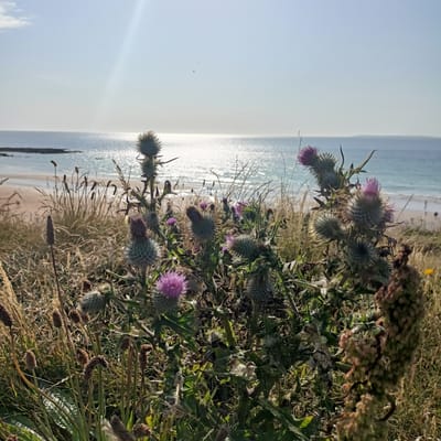 This is a close-up, eye-level photograph of prickly thistles with purple blossoms in the foreground, situated on a sandy dune overlooking a beach and the ocean. The thistles are green with sharp spines and have several spherical flower heads, some in bloom with pinkish-purple petals, and others in bud or developing seed heads. Various dried grasses and seed heads are interspersed amongst the thistles, creating a textured foreground. The background reveals a sandy beach that stretches into the distance, meeting the calm, blue ocean. The sun is bright, creating a shimmering reflection on the water's surface and a strong sunbeam that cuts across the pale blue sky. In the far distance, a faint, dark landmass is visible on the horizon. The overall scene depicts a natural coastal environment, possibly in or around Ballybunnion, Ireland, characterized by wild vegetation and a serene seascape under a clear sky. There are no people visible in the image.