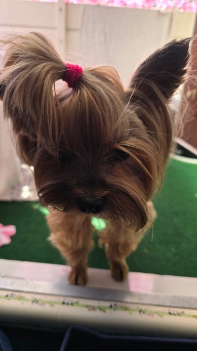 The image shows a close-up, slightly downward-facing view of a small, tan-colored dog with dark brown fur accents. The dog has its hair pulled up on top of its head with a small, bright pink hair tie. Its ears are perked up and visible on either side of its head. The dog's face is the primary focus, with its dark eyes and nose clearly visible amidst its fur. The background is softly blurred, featuring a green surface and hints of pink and white, suggesting an indoor setting perhaps decorated for an event or with decorative elements. The dog is positioned on a surface that appears to be a ledge or table with a decorative border. There is no discernible indication of the city of Zeddam, Netherlands, within the visual information presented.