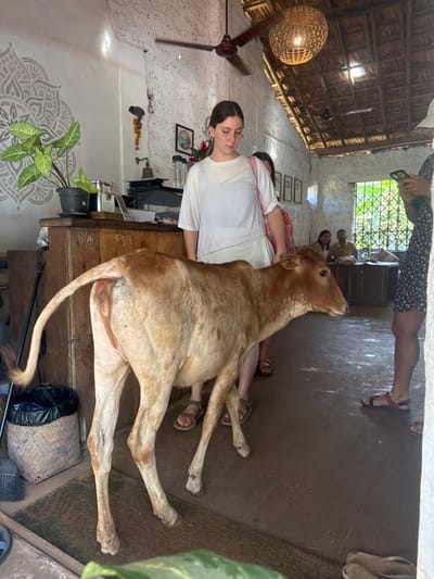 This image depicts an indoor scene within a cafe or restaurant located in Kolamb, India. A light brown and white calf stands prominently in the center foreground, facing right with its head slightly lowered. A reddish mark is visible near the base of its tail. Behind the calf, a young woman with brown hair, wearing a white t-shirt, light-colored shorts, and brown sandals, observes the calf. She carries a red and white patterned shoulder bag. To the right, partially obscured, another person in a dark floral dress and red sandals holds a smartphone. In the background, two individuals are seated at a wooden table. The room features rough white walls, one adorned with a grey mandala stencil. A high thatched ceiling with exposed wooden beams covers a ceiling fan and a woven spherical light fixture. A wooden counter on the left holds a potted plant and a brass bell. A grated window to the right reveals green foliage outside.
