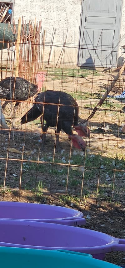 In an outdoor enclosure with a wire fence, two turkeys are visible. The turkey in the foreground is facing away from the camera, with its head bent down and a pink wattle visible. The turkey in the background is facing left and is mostly obscured by the fence. The ground within the enclosure is dirt and grass, with some scattered feathers. Behind the enclosure, a light-colored building with a textured wall and a gray door is present, and to the left, a structure made of wooden poles and wire mesh is visible. There are also three large plastic tubs in the foreground of the image. The scene appears to be in a rural or semi-rural setting.