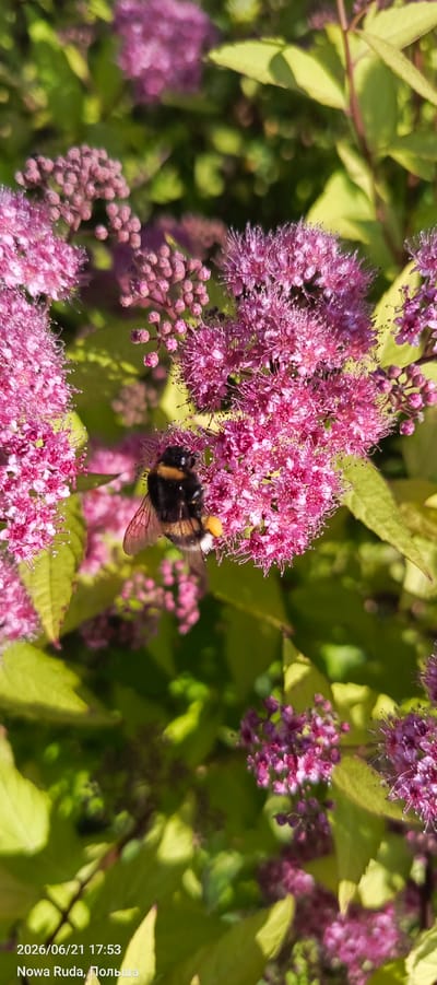 A bumblebee with yellow and black stripes is collecting pollen from a cluster of small, vibrant pink flowers. The bee has a visible pollen sac on its hind leg. The flowers are part of a larger plant with green and yellowish-green leaves, some of which are in sharp focus, while others are blurred. The background is a bokeh of green foliage and pink flower clusters. The image is geotagged with the date "2026/06/21 17:53" and the location "Nowa Ruda, Polska".