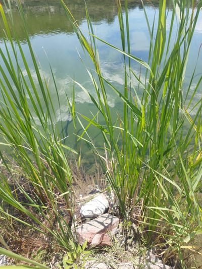 The image shows a close-up view of tall green reeds growing along the edge of a body of water. The water is calm and reflects the sky, which appears to have some clouds. The reeds are dense and fill the foreground of the image, with some dry stalks mixed in. There are a few rocks visible at the water's edge, including a reddish-brown brick fragment and a lighter-colored stone. The ground is a mixture of dirt and small pebbles. The overall scene suggests a natural environment, likely a pond or lake, in a non-urban setting. The image does not contain any people or evidence of human activity beyond the presence of the brick. The lighting indicates it is daytime, with bright sunlight. No specific location in Rozdil, Ukraine can be determined from the image itself.