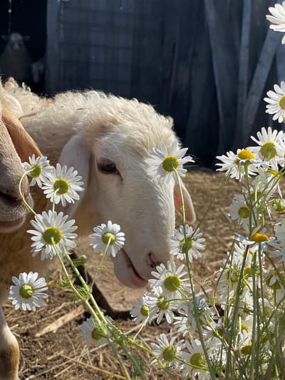 In a sunlit outdoor farmyard, two white sheep are the primary subjects. One sheep's head is in the foreground, partially obscured by a cluster of white daisies with yellow centers. The other sheep is visible to the left, with its nose and a bit of its head in frame. The sheep have white, woolly coats. The ground is covered with hay and dirt. In the background, a dark, corrugated structure is visible, and a shadowy figure of another sheep can be seen inside it. The scene appears to be from a rural setting, possibly a farm in the city of Сям-Можга, Russia, given the context.