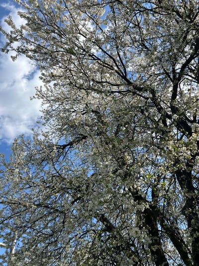 The image shows a view looking up into a tree canopy in full bloom. The branches are a dark brown, contrasting with the white flowers. Gaps in the canopy reveal a blue sky with scattered white clouds. The location of the photo is likely Pishtigovo, Bulgaria, based on the prompt. There are no people visible. The central subject is the flowering tree against the sky. The environment consists of a daytime sky with clouds.