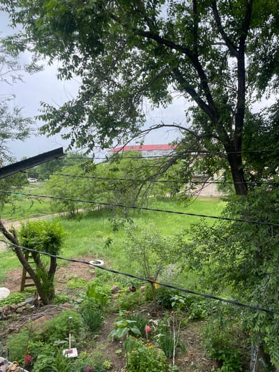 The image captures a backyard scene in Pokrovka, Russia, with a lush, overgrown garden in the foreground. A variety of green plants, including leafy bushes and taller stalks, dominate the lower portion of the frame. A small, wooden ladder leans against a tree on the left side of the garden. Several black wires are strung horizontally across the mid-ground, obscuring parts of the view.
Beyond the garden, a large, open grassy field extends towards a two-story building with a red roof, situated in the background. A white car is parked on a dirt path to the left of the field. The sky is overcast, suggesting a cloudy day. The overall impression is one of a somewhat unkempt but vibrant natural space adjacent to a residential area.
