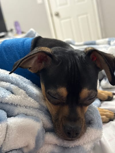 A miniature pinscher puppy sleeps soundly nestled in a blue and white blanket. The puppy is black and tan, with one ear cocked to the side and the other folded over. Its eyes are closed and its nose is resting against the blanket. The puppy appears relaxed and comfortable. A white cabinet is visible in the background.