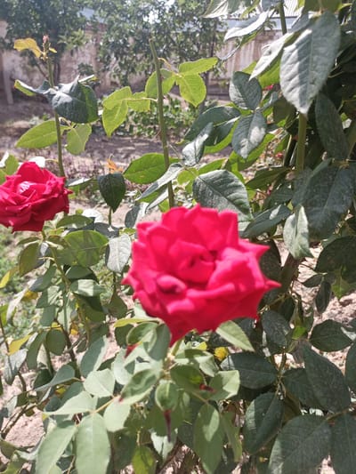 In the city of Gagarin, Uzbekistan, a close-up shot captures two vibrant red roses amidst lush green foliage. The rose in the foreground is slightly out of focus, allowing the sharp details of the rose on the left to stand out. The surrounding leaves are a mix of deep green and lighter shades, some showing a dusty appearance. The background is blurred, suggesting an outdoor setting with hints of trees and a weathered wall. The lighting indicates it is daytime, with sunlight casting subtle shadows on the leaves. The scene is tranquil and natural, showcasing the beauty of the roses in a garden environment.