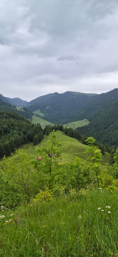 The image presents a panoramic view of a mountainous and heavily forested rural landscape in the vicinity of Erl, Austria, under an overcast sky. The upper third of the frame is dominated by a uniform layer of light grey clouds, indicating diffuse light and a cloudy atmospheric condition.
The midground and background feature multiple undulating layers of hills and mountains, densely covered with dark green coniferous forests. Between these forested slopes, several U-shaped valleys are visible, characterized by bright, vibrant green meadows. Within these meadows, scattered small buildings or farmsteads are discernible. In the closer midground, on a prominent grassy hill, a cluster of rural buildings is visible, one featuring a reddish-orange roof and another a darker roof. Adjacent to these structures, two small white shapes, consistent with livestock such as cows or horses, are present on the green slope. Faint dirt paths or trails wind through the grassy areas of the midground.
The immediate foreground is filled with tall, dense green grass. Interspersed within the grass are various small plants and wildflowers, including yellow blooms resembling buttercups and white umbelliferous flowers. Several young deciduous trees or saplings with bright green foliage rise vertically, partially framing the view towards the valley and the distant mountains. No human figures or active interactions are visible in the scene.