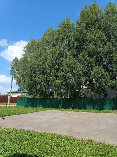 In the city of Sergiyev Posad, Russia, a paved area is bordered by lush green clover on the left and a tall, dense row of birch trees on the right. A green corrugated metal fence runs behind the trees, separating the paved area from buildings and a red fence visible in the background. The sky above is a clear blue with scattered white clouds. Two pigeons are present on the paved surface; one is standing near the left edge of the pavement, while the other is further to the right and appears to be looking down.