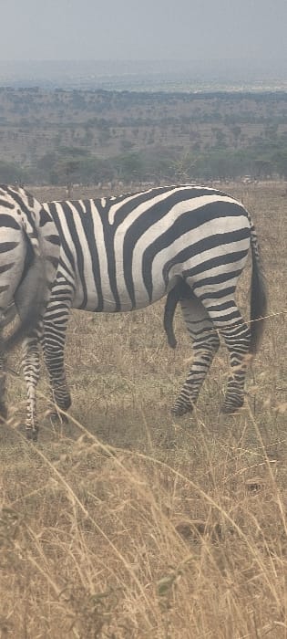 The image displays a male plains zebra (Equus quagga) standing in an arid, grassy savannah landscape. The zebra is positioned with its body angled slightly left, showcasing its distinctive black and white striped coat. Its tail, with a dark tuft, hangs down. The animal's penis is fully extended and visible. A portion of another zebra's body, specifically its lower left leg and part of its flank, is visible to the immediate left of the primary subject. The ground consists of dry, light-brown and tan grasses of varying heights, covering the foreground and mid-ground. In the background, the terrain extends into a flat to gently undulating expanse dotted with numerous small, dark trees and shrubs, characteristic of acacia species. The distant horizon is hazy, meeting a light-grey sky that covers the upper portion of the frame. The scene is located in the vicinity of Thorn Tree Tented Camp, Tanzania. There are no human subjects or man-made objects other than the potential distant presence of safari vehicles barely discernible in the far background of the higher resolution crops. The zebras appear to be stationary.