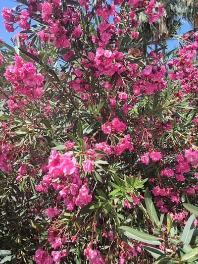 The image displays a dense cluster of bright pink oleander flowers with green leaves under a clear blue sky. In the background, out-of-focus palm fronds suggest a warm, possibly tropical or Mediterranean climate. The image does not contain any people or discernible structures that would indicate a specific location within Xàtiva, Spain.
