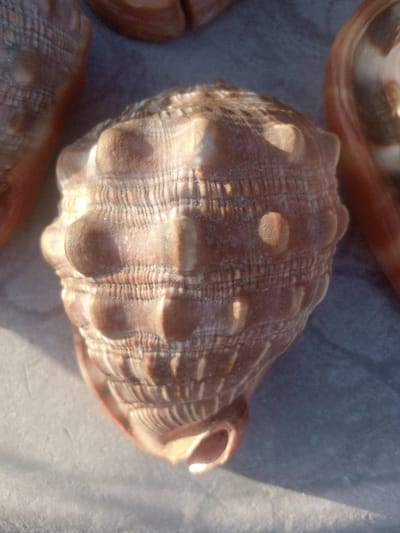 A robust gastropod seashell, approximately 15-20 cm in length, is depicted in a close-up, top-down view, positioned on a light gray, textured surface in Makadara/Mji Wa Kale ward, Kenya. The shell exhibits a light brown to tan coloration with subtle reddish-brown hues, featuring a prominent spiral form with a distinct series of rounded, nodular protrusions arranged in rows along its body whorl. The surface is further characterized by numerous fine, horizontal growth ridges. Strong directional lighting, likely sunlight, illuminates the shell from the upper left, casting distinct shadows to the right of its features, enhancing its three-dimensional texture. Portions of two other similar seashells are partially visible and blurred in the upper left and upper right background. No people, actions, or interactions are present in the scene.