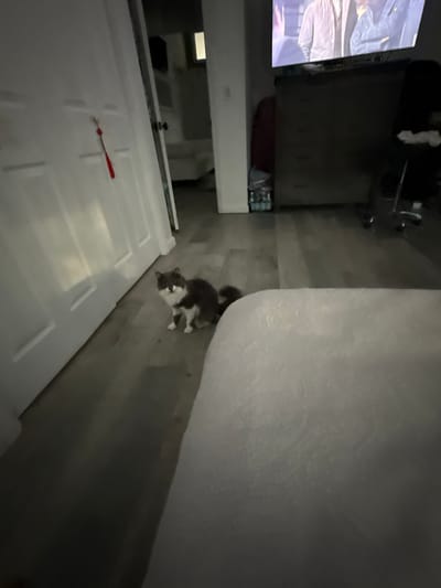 A domestic cat is pictured sitting on a wooden floor in what appears to be a hallway of a home in Bellmore, United States of America. The cat is dark gray and white with markings on its face that give it a masked appearance. It is looking directly at the camera. To the left of the cat, a white door with a red tassel hanging from a handle is visible. In the background, a portion of a television screen displaying people, a dresser, and a chair can be seen. The overall lighting suggests it may be nighttime or a dimly lit indoor environment.