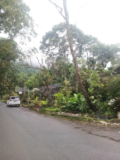 A silver car is parked on the side of an asphalt road, adjacent to lush green vegetation. A variety of plants and trees line the roadside, obscuring a building behind them. Mist hangs low in the distance, partially obscuring the mountains behind the building. A tall, bare tree leans diagonally, adding a sense of wildness to the scene. The sky is overcast, suggesting a damp or rainy day.