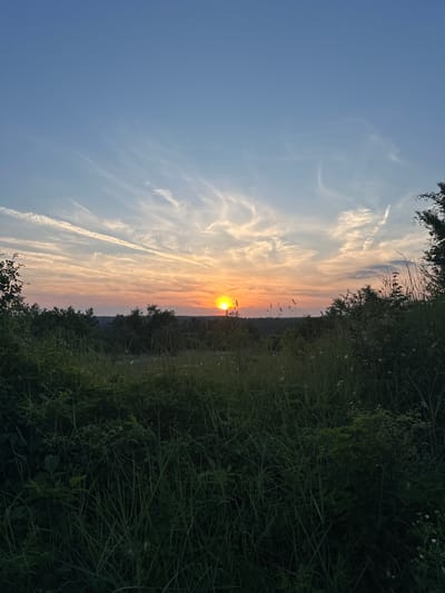 The image displays a panoramic landscape at sunset in the vicinity of Pisanets, Bulgaria. The upper third of the frame is occupied by a clear, pale blue sky, gradually transitioning to vibrant orange, pink, and yellow hues towards the horizon. Numerous wispy, elongated white clouds, consistent with cirrus formations or contrails, are visible across the mid-to-upper sky, some forming distinct parallel lines. The sun, a brilliant orange-yellow sphere, is positioned just above the distant horizon, slightly to the right of the image center, partially obscured by the distant tree line.

The midground reveals a dense, dark expanse of forested hills or valleys, forming a horizontal silhouette against the colorful sky. The vegetation appears verdant and thickly grown. The foreground is dominated by tall, dark green grass and various shrubs and plants, creating a deep, natural barrier that extends across the lower half of the image. The immediate foreground foliage is largely in shadow, contrasting with the illuminated sky. Small, light-colored wildflowers or seed heads are interspersed among the dense grasses. Darker, heavier foliage, likely from trees or large bushes, frames the scene on the far left and right edges, partially encroaching into the sky. No human subjects, animals, or man-made structures are discernible within the frame. The scene depicts a tranquil, natural environment during the final stages of daylight.