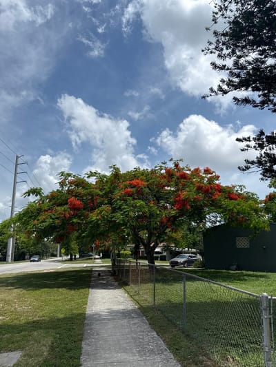 The image depicts a sidewalk on a sunny day in North Miami Beach, Florida. A paved sidewalk runs along the right side of the frame, bordered by a chain-link fence and a grassy area. On the left, a road is visible with a few cars driving by, and a utility pole with electrical wires stands prominently. A large tree with vibrant red flowers dominates the center of the image, casting a shadow on the sidewalk and grass. Beyond the tree, a dark green building with a decorative window is visible. The sky is a bright blue with scattered white clouds, and the branches of a dark-colored tree are seen in the upper right corner.