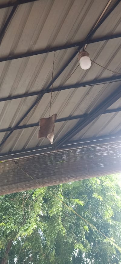 The image shows a corrugated metal roof of a covered outdoor area, likely a porch or patio. A single light bulb in a simple fixture hangs from a wire. Below the light, a piece of rough, brown material, possibly bark or dried leaves, is suspended by a thin string, swaying gently. Further down, a bamboo blind or screen is visible, covering the lower part of the structure. Beyond the blind, lush green foliage from trees suggests an outdoor setting with abundant vegetation. The lighting appears to be natural daylight, potentially late morning or early afternoon given the brightness and soft shadows. There is no visible text in the image. The overall scene conveys a simple, functional outdoor space in a tropical or subtropical environment.