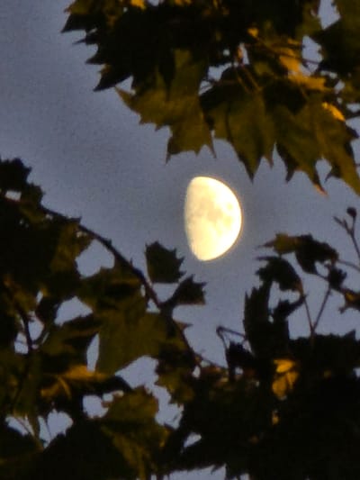 A half-illuminated moon is visible through the branches and leaves of trees. The moon is a bright, yellowish-white orb, with its left half illuminated and its right half in shadow. The surrounding sky is a dusky gray, suggesting it is either dawn or dusk. The leaves of the trees are a dark green with some hints of yellow, indicating perhaps an autumn setting. The branches create a silhouetted frame around the moon, partially obscuring it. The overall impression is a natural, serene scene, possibly captured in a park or garden in Montrouge, France. There is no text visible in the image.
