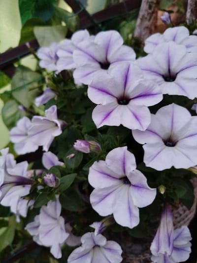 The image displays a close-up view of several white petunias with vibrant purple veining. The flowers are in various stages of bloom, with some fully open and others still as buds. The background is a soft blur of green foliage, suggesting an outdoor garden setting. The lighting appears natural, hinting at daytime, possibly early morning or late afternoon, given the soft illumination. There are no people or discernible man-made objects besides what appears to be a woven basket or planter in the lower right corner. The overall mood is serene and natural, focusing on the delicate beauty of the flowers. No text is visible in the image. The location context is Taganrog, Russia.