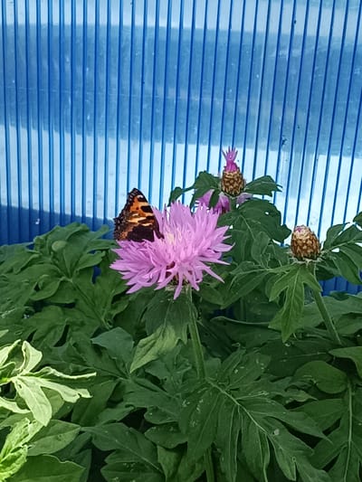 A butterfly with orange and black markings rests on a pink, spiky flower. The flower is surrounded by lush green leaves. In the background, a blue, corrugated surface creates a striped pattern. Several unopened flower buds, resembling small pinecones with pink tops, are also visible among the foliage. The scene appears to be outdoors, possibly in a garden or natural setting.