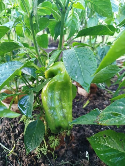 A close-up, eye-level shot captures a single, unripe green bell pepper hanging from its plant in a garden. The pepper is plump and elongated, with water droplets clinging to its smooth skin, suggesting recent rain or watering. It is nestled amongst lush green foliage, with large, broad leaves partially obscuring it from view. The leaves are also wet, reflecting the light and adding to the vibrant greenness of the scene. The soil below is dark and rich, with some scattered dry leaves and a few smaller, delicate green shoots. The background is blurred, indicating a shallow depth of field, but it appears to be more greenery and perhaps the suggestion of a fence or structure. The overall impression is one of natural growth and the freshness of a garden after a rain. This scene is located in the Баравухскі сельскі Савет, Belarus.