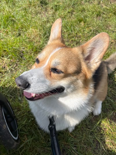 A tan and white corgi lies on its back in a grassy area, potentially in Waldgrehweiler, Germany. The dog is panting with its mouth open and tongue visible, its eyes are closed. A black leash is attached to a collar around the dog's neck. A black tire is partially visible in the lower right corner of the image. The setting is outdoors, indicated by the green grass and the presence of sunlight causing shadows on the dog's fur.