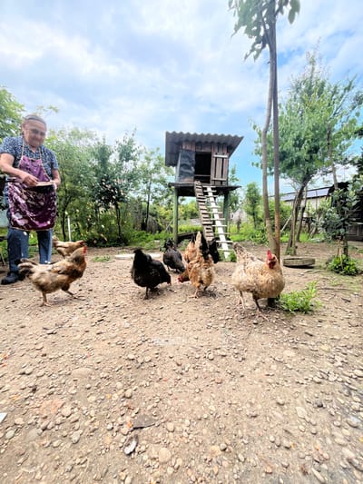 An elderly woman wearing a blue patterned shirt and a purple apron stands in the foreground of a rural backyard, scattering feed for a flock of chickens. The chickens, of various brown, black, and speckled plumage, are gathered around her on a dirt and gravel ground. Behind them, a rustic wooden chicken coop is elevated on stilts, accessed by a ladder. Lush green trees and foliage surround the scene, with a cloudy sky overhead. The location appears to be a farm or rural dwelling within the ღრმაღელის თემი region of Georgia.