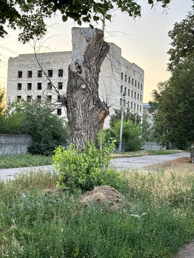 An outdoor scene in Piatykhatky, Ukraine depicts an overgrown, abandoned area. In the foreground, a large, dead tree stump with a distinctive knot dominates the view, surrounded by tall, green grass and foliage. To the left of the stump, a small, leafy green bush is emerging. Behind the stump, a long, concrete fence with a decorative pattern runs horizontally. Further back, a multi-story, light-colored building with numerous dark, empty window frames stands abandoned. Trees and more greenery are visible on the right side of the image, with another building in the distance. A paved road or pathway curves through the scene. The sky is overcast with a pale yellow hue. A pile of dried grass or hay is visible near the base of the tree stump.