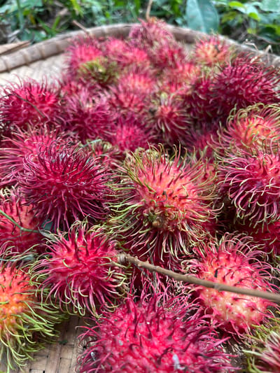 A close-up shot features a tightly packed arrangement of ripe rambutans, their spiky, bright pink exteriors contrasting with the lighter, yellowish-green tips of their hairs. The fruits are resting on a woven basket, likely made of bamboo or rattan, a common sight in local markets or homes in the city of Bilibaro, Indonesia, where such tropical fruits are abundant. The background is blurred, hinting at lush green foliage and possibly more baskets or natural surroundings, suggesting an outdoor or market setting. The lighting appears natural, highlighting the textures and vibrant colors of the rambutans.