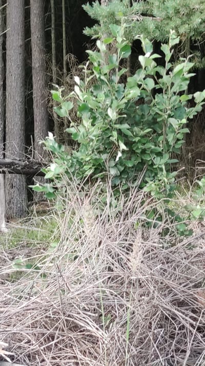 The image shows a dense forest scene with a small sapling in the foreground surrounded by dry brush and fallen branches. Behind the sapling, several tall, dark tree trunks are visible, suggesting a natural, uncultivated environment. The lighting is dim, indicating it is likely shaded or overcast. There are no people or animals visible. The scene appears to be located in a forested area within or near Pitkäranta, Russia.