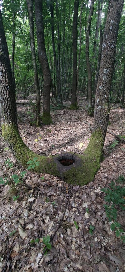 The image depicts a forest floor covered in fallen leaves and moss-covered tree trunks. The scene is oriented vertically. In the foreground, a large, gnarled tree trunk curves dramatically, covered in vibrant green moss, with a dark, hollow cavity at its base. Behind this, a dense forest of trees stretches into the distance, their trunks appearing slender and closely spaced. The canopy of leaves overhead creates dappled sunlight, suggesting a daytime setting. The overall impression is one of a natural, untouched woodland, with the focus on the textures of bark, moss, and decaying leaves. The location context of Nikolaevo, Bulgaria, indicates a European forest environment. There is no visible text in the image.