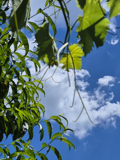 This is a close-up, low-angle shot of lush green foliage against a bright blue sky dotted with white clouds. The leaves are vibrant and appear healthy, with some catching the sunlight and showing a glossy sheen. The branches of the plants extend upwards and into the frame, suggesting they are growing from the ground or a structure below. The perspective is looking up through the leaves, creating a sense of looking out from within the greenery. The environment appears to be outdoors, likely in a natural or garden setting. There are no people or animals visible in the image. The scene is devoid of any man-made structures or urban elements, indicating a focus on the natural beauty of the plants and sky. The image was captured in Kardam, Bulgaria, suggesting a possible connection to the local flora and typical weather conditions for the region.
