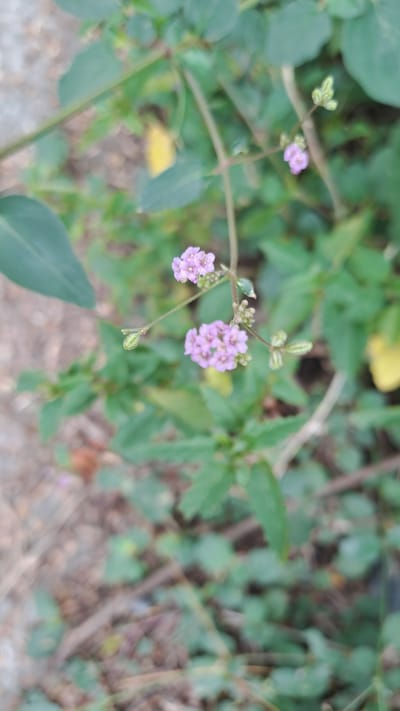The image displays a cluster of small, light purple flowers with tiny buds on a slender stem. The flowers are arranged in small bunches, with some fully bloomed and others still developing. They are surrounded by green foliage, some of which is out of focus. The background shows a blurred mix of ground cover, suggesting an outdoor setting with soil and possibly other plants. The overall impression is one of delicate natural beauty in a garden or wild growth environment. The image does not provide any specific details or context that would allow for its location to be identified within the city of Geulanggang Baro, Indonesia.