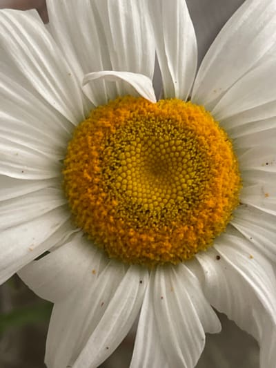 A close-up shot focuses on the center of a white daisy with a vibrant yellow disc florets. The petals, a pure white, are delicately curved and show subtle lines of texture. Scattered across the white petals are small specks of orange and red, possibly pollen or tiny insects. The background is a soft blur of muted green and gray, suggesting an outdoor setting. There is no identifiable information about the location in the city of Средний, Russia.